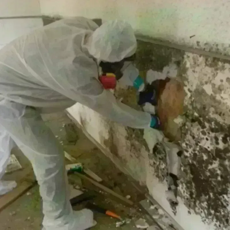 Mold Remediation and Removal in Cridersville, OH